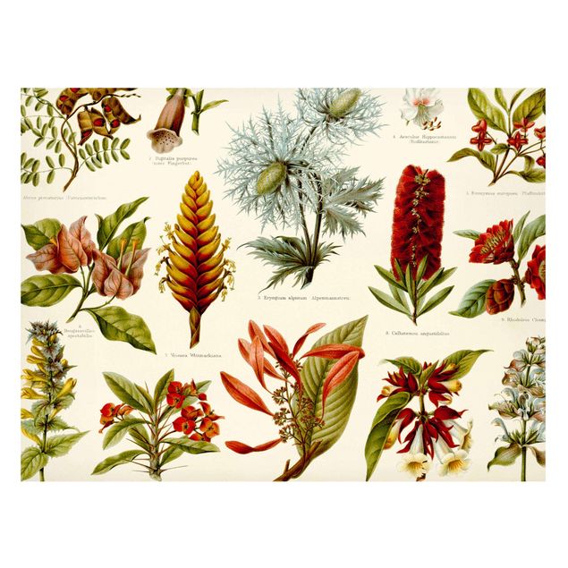 Wanddeko Flur Vintage Lehrtafel Tropische Botanik I