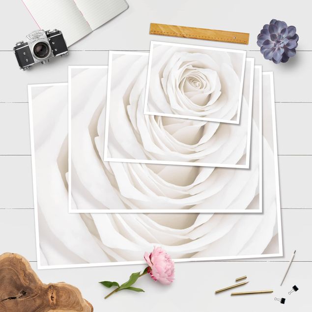 Wanddeko über Sofa Pretty White Rose