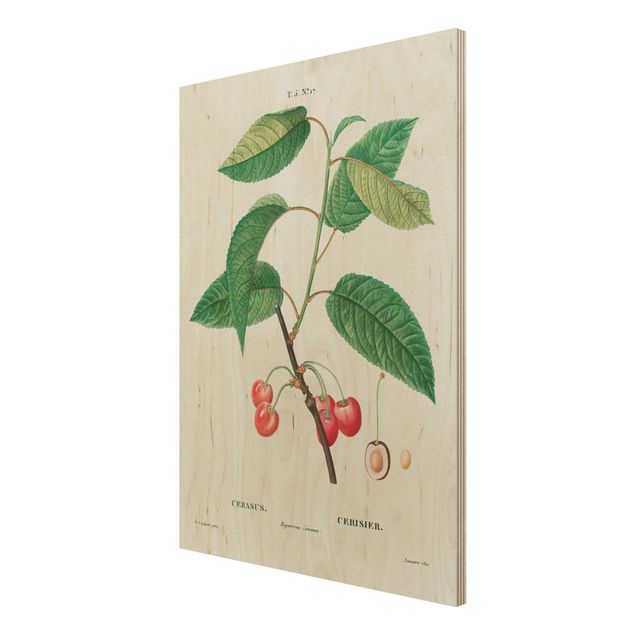 Wanddeko grün Botanik Vintage Illustration Rote Kirschen