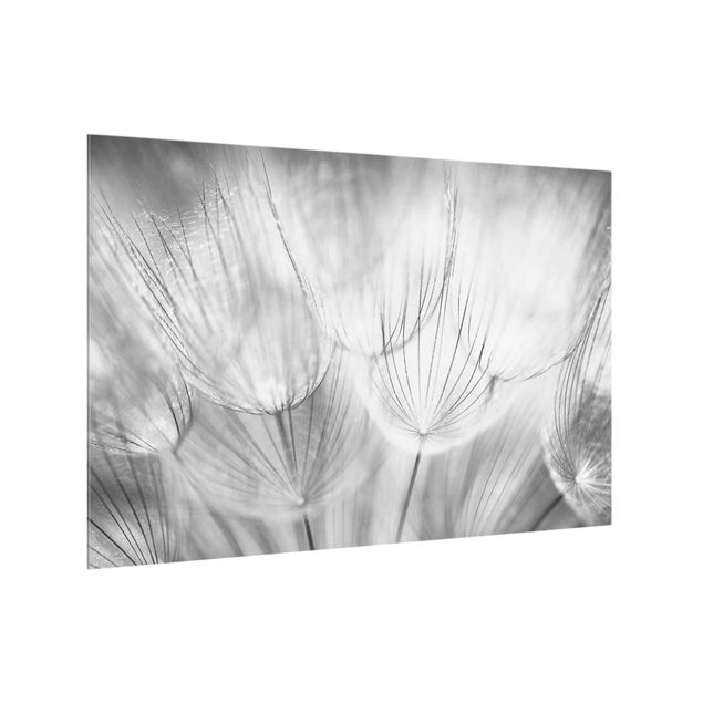 Deko Blume Pusteblumen Makroaufnahme in schwarz weiß