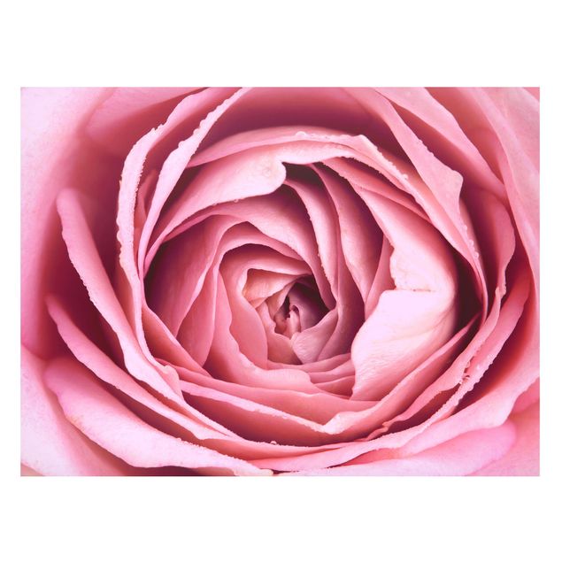 Wanddeko Flur Rosa Rosenblüte