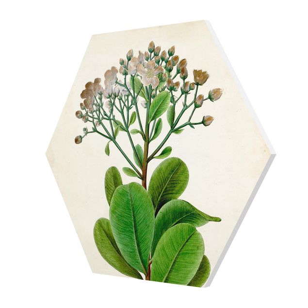 Wanddeko Pflanzen Laubbaum Schautafel VIII