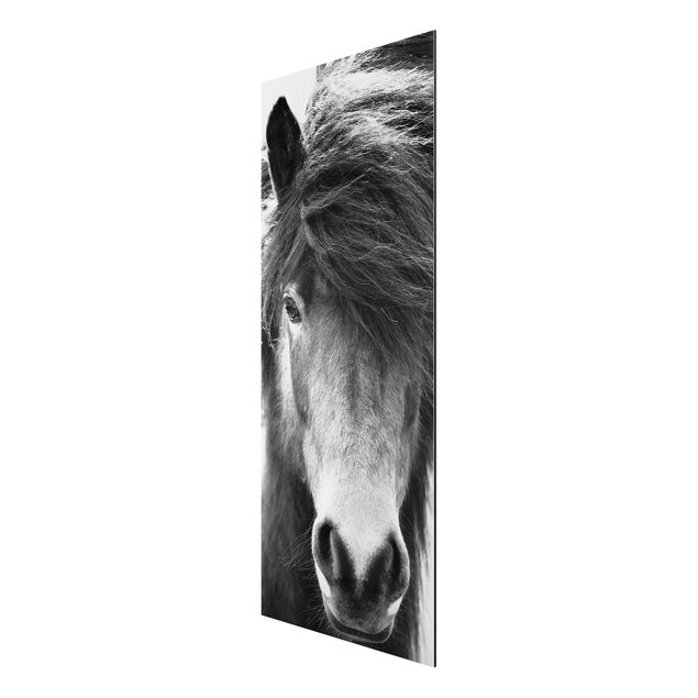 Wanddeko Schlafzimmer Island Pferd in Schwarz-weiß