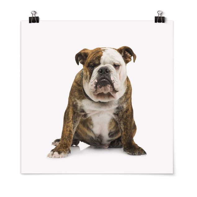 Wanddeko Büro Bulldogge