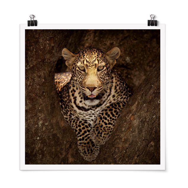 Wanddeko Flur Leopard ruht auf einem Baum