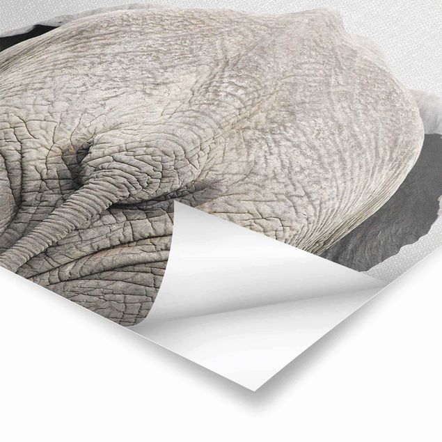 Wanddeko schwarz-weiß Elefant von hinten