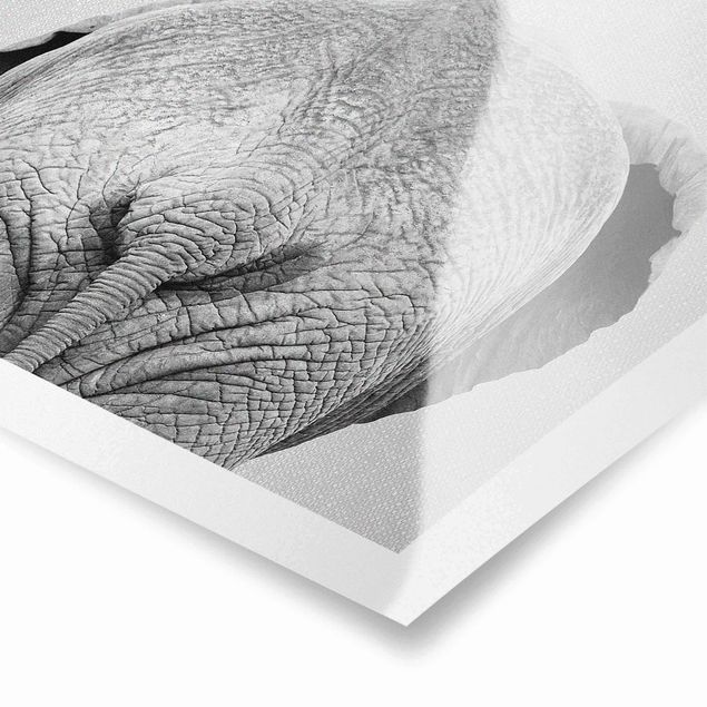Wanddeko über Bett Elefant von hinten Schwarz Weiß