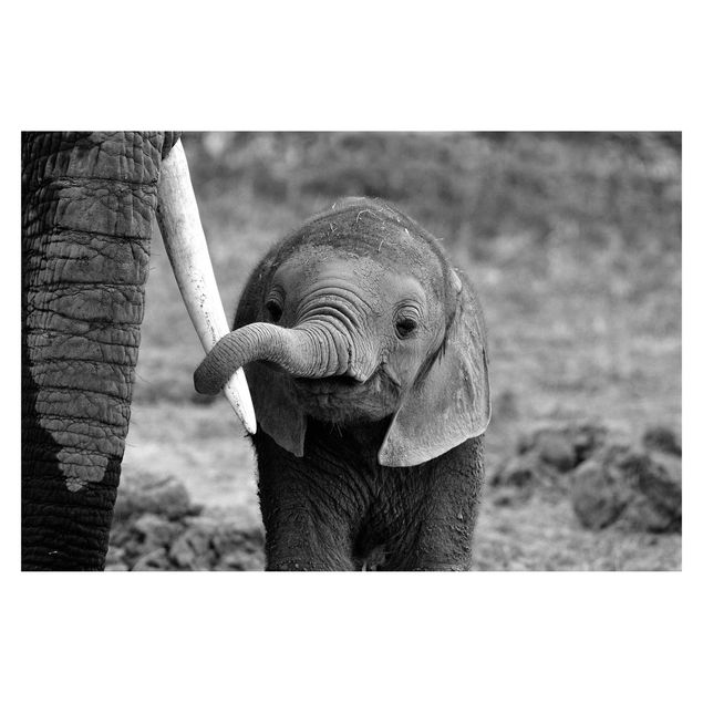 Wanddeko Esszimmer Elefantenbaby
