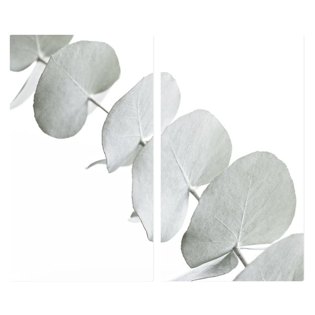 Deko Tropisch Eukalyptuszweig im Weißen Licht