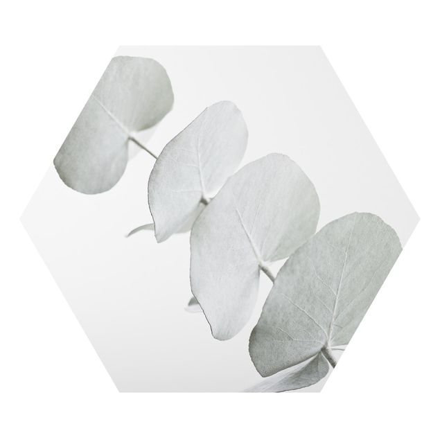 Deko Pflanzen Eukalyptuszweig im Weißen Licht
