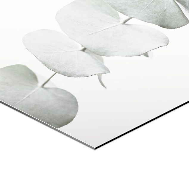 Wanddeko über Sofa Eukalyptuszweig im Weißen Licht