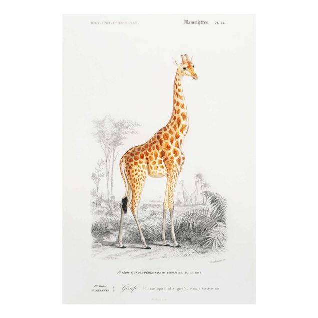 Wanddeko Esszimmer Vintage Lehrtafel Giraffe