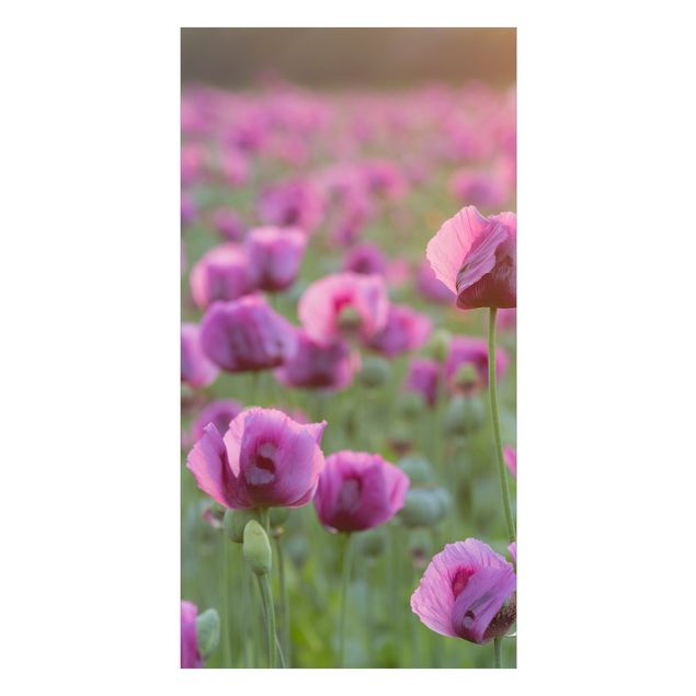 Deko Mohn Violette Schlafmohn Blumenwiese im Frühling