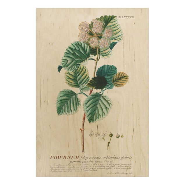 Deko Blume Vintage Botanik Illustration Schneeball