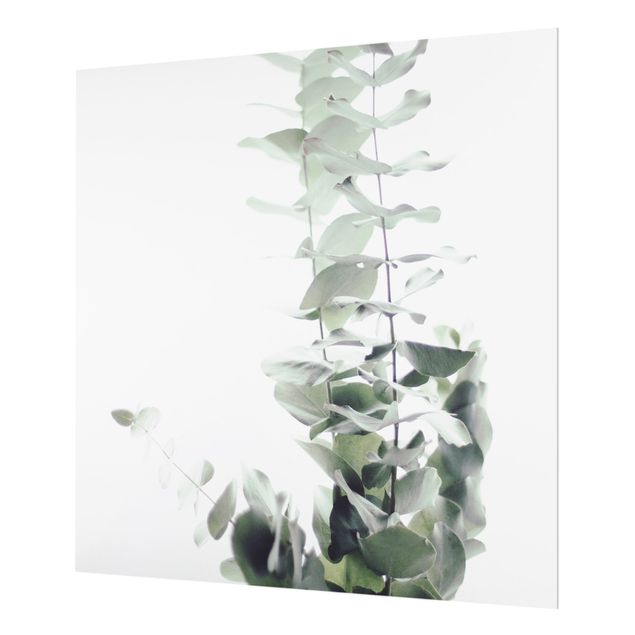 Wanddeko Fotografie Eukalyptus im Weißen Licht