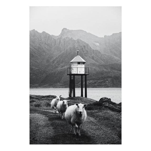 Wanddeko Flur Drei Schafe auf den Lofoten