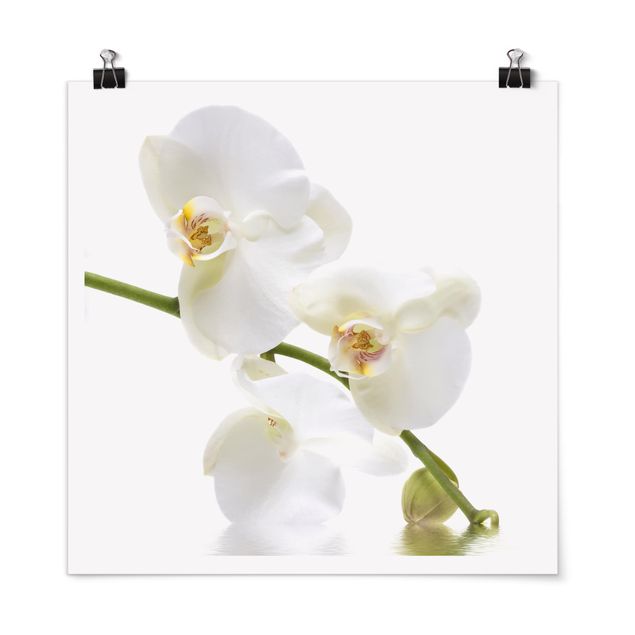 Wanddeko Wohnzimmer White Orchid Waters