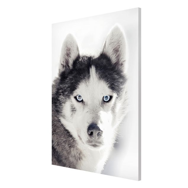 Wandbilder Hunde Husky Portrait