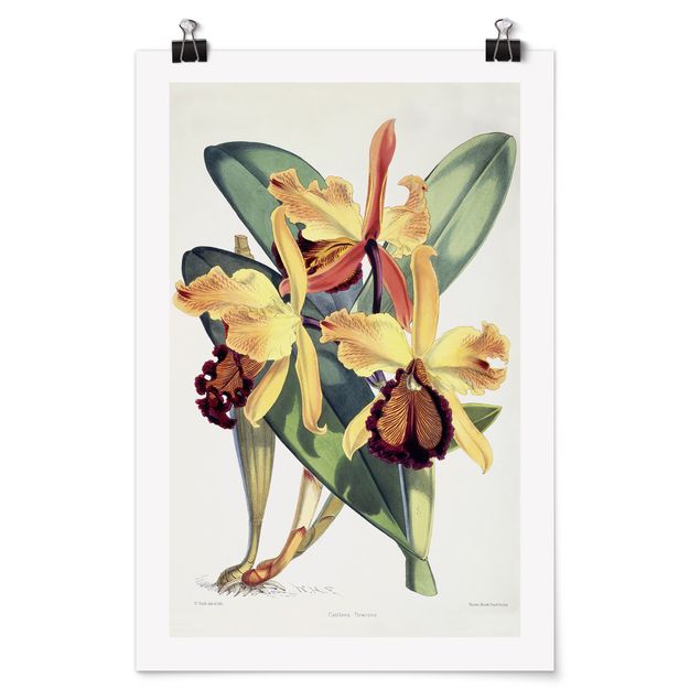 Deko Blume Walter Hood Fitch - Orchidee