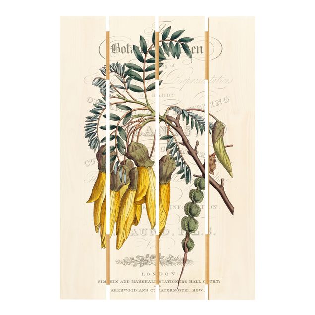 Wanddeko Blume Botanisches Tableau - Schnurbaum