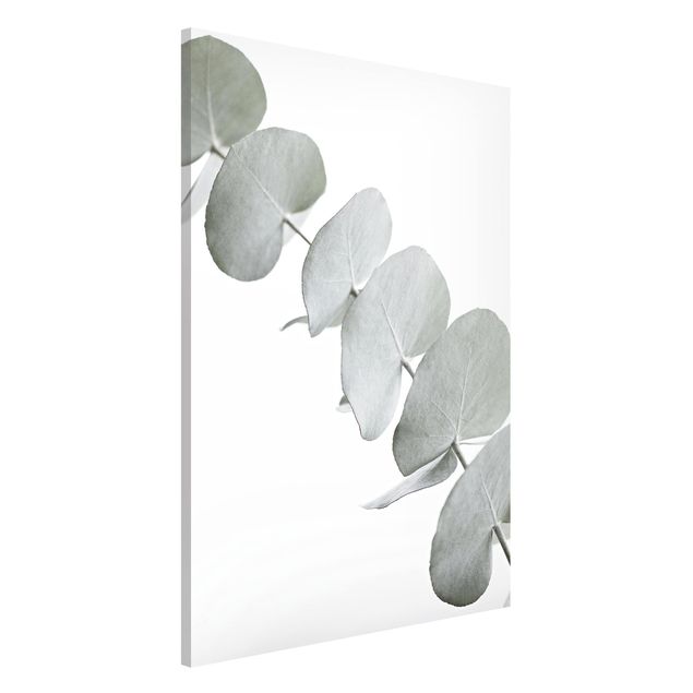 Wanddeko Flur Eukalyptuszweig im Weißen Licht