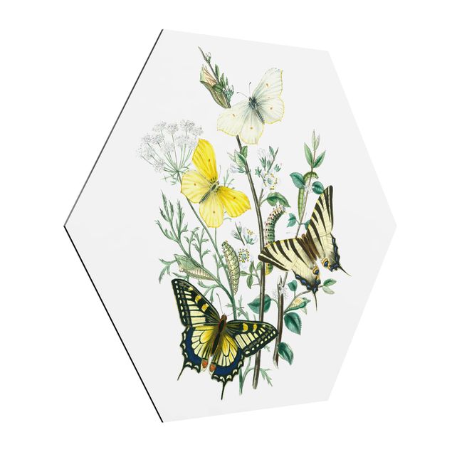 Wanddeko Esszimmer Britische Schmetterlinge III