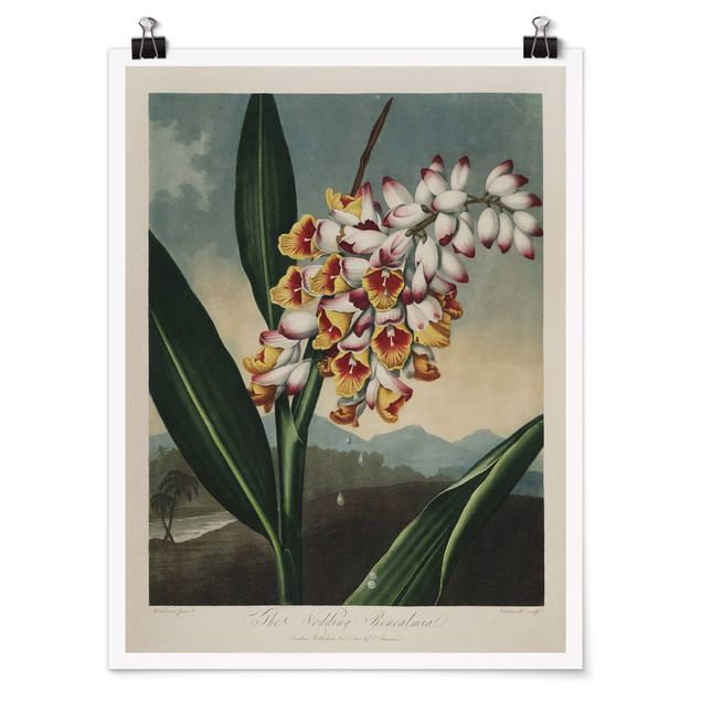 Wanddeko Esszimmer Botanik Vintage Illustration Ingwer mit Blüte