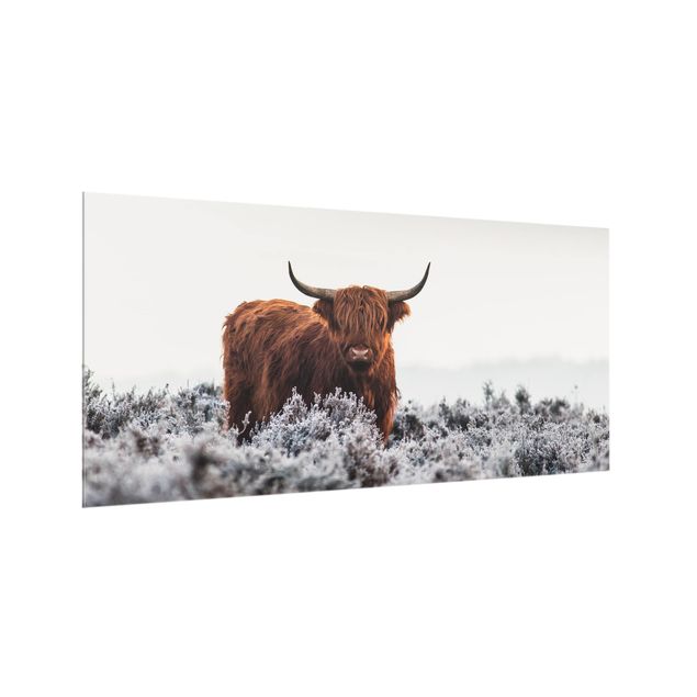 Wohndeko Fotografie Bison in den Highlands