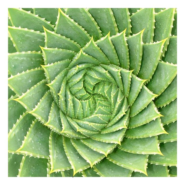 Wanddeko grün Spiral Aloe