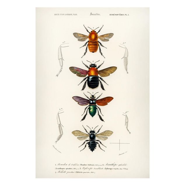 Wanddeko Esszimmer Vintage Lehrtafel Insekten