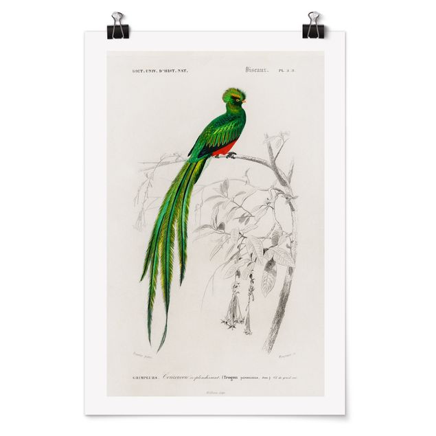 Wanddeko grün Vintage Lehrtafel Tropischer Vogel I