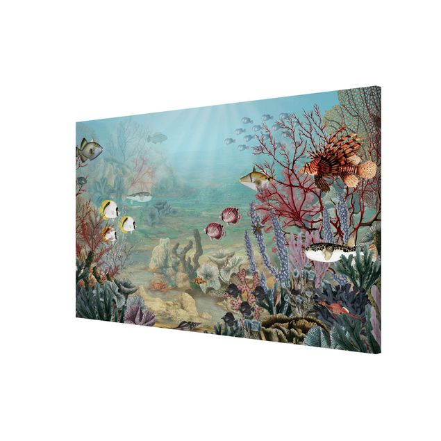 Wandbilder Fische Fernblick im Korallenriff