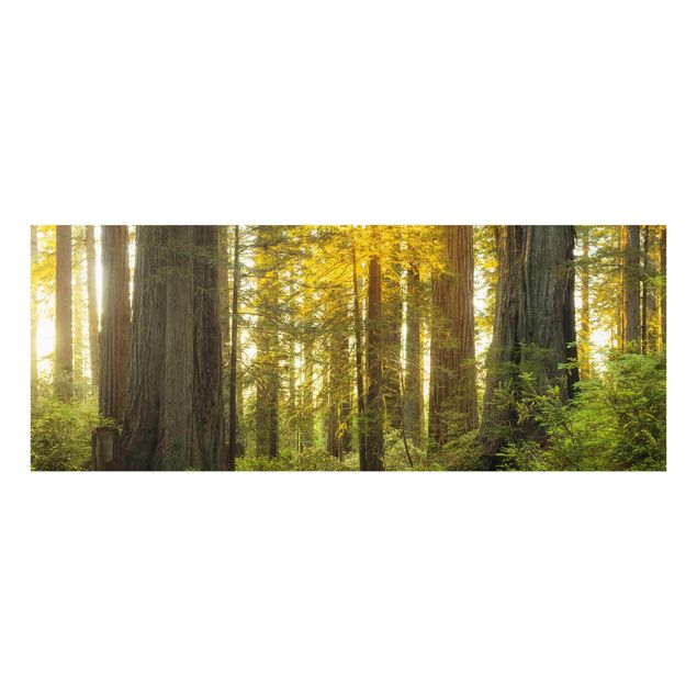 Wanddeko Treppenhaus Redwood National Park