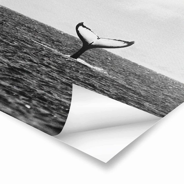 Wanddeko schwarz-weiß Fluke im Ozean