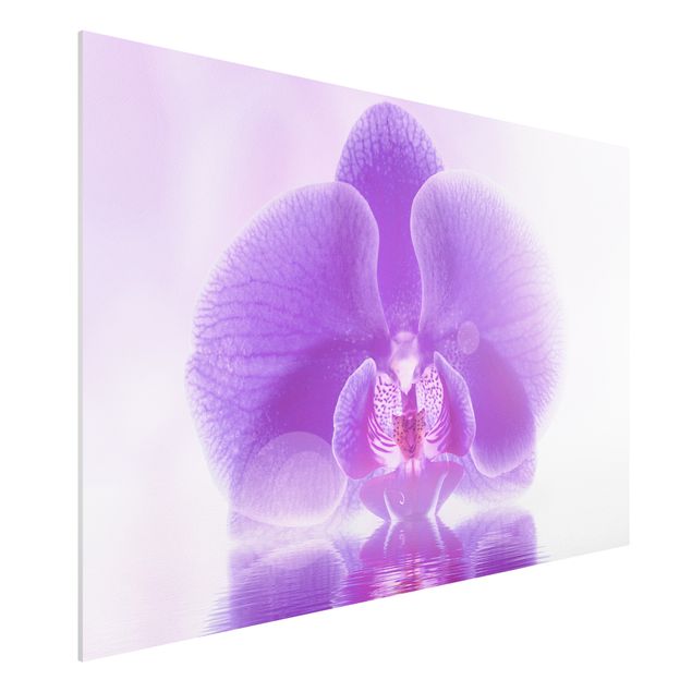 Wandbilder Orchideen Lila Orchidee auf Wasser