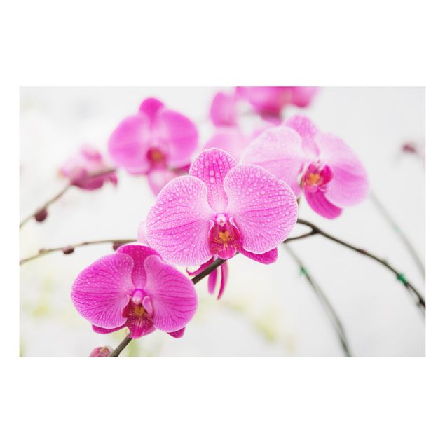 Deko Botanik Nahaufnahme Orchidee