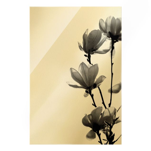 Wanddeko Pflanzen Frühlingsbote Magnolie Schwarz Weiß