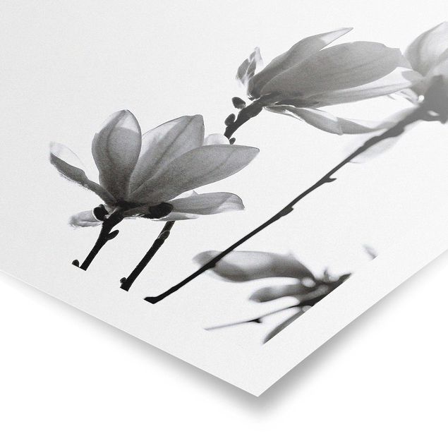 Deko Pflanzen Frühlingsbote Magnolie Schwarz Weiß