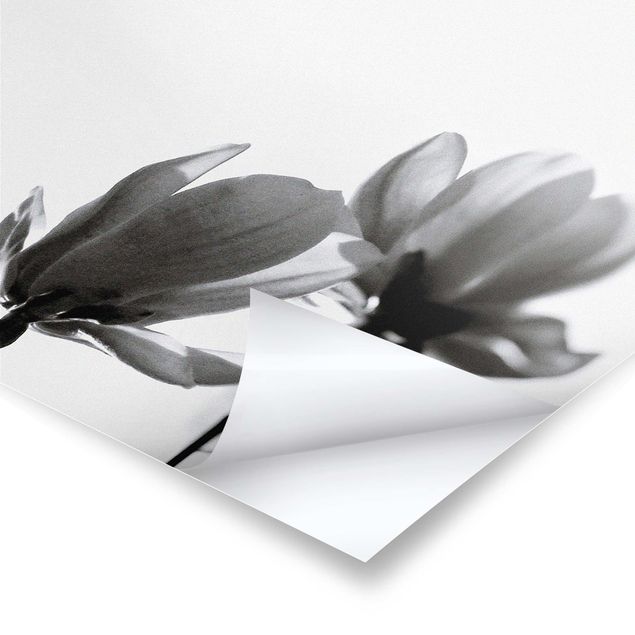 Wanddeko über Sofa Frühlingsbote Magnolie Schwarz Weiß