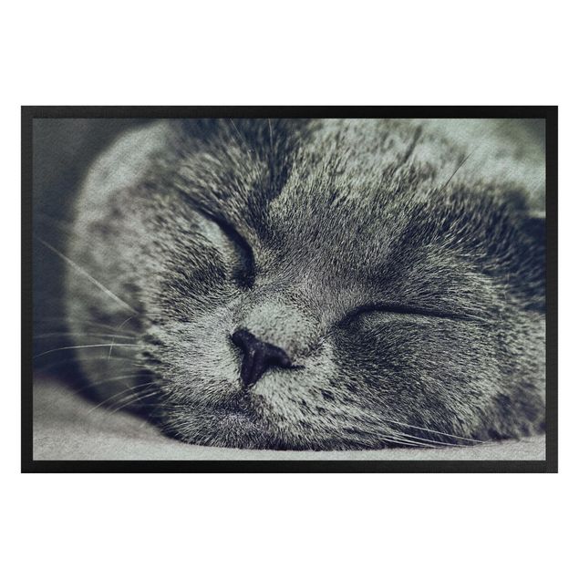 Wanddeko Flur Schlafende Katze