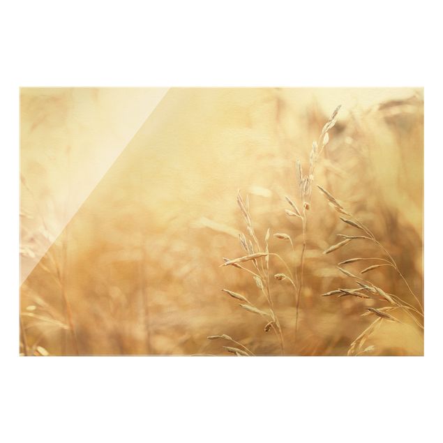 Wanddeko Esszimmer Gräser im Sonnenschein