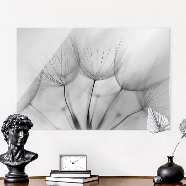 Pusteblume Glasbild In einer Pusteblume Schwarz-Weiß