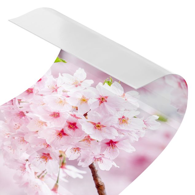 Wohndeko Fotografie Japanische Kirschblüten