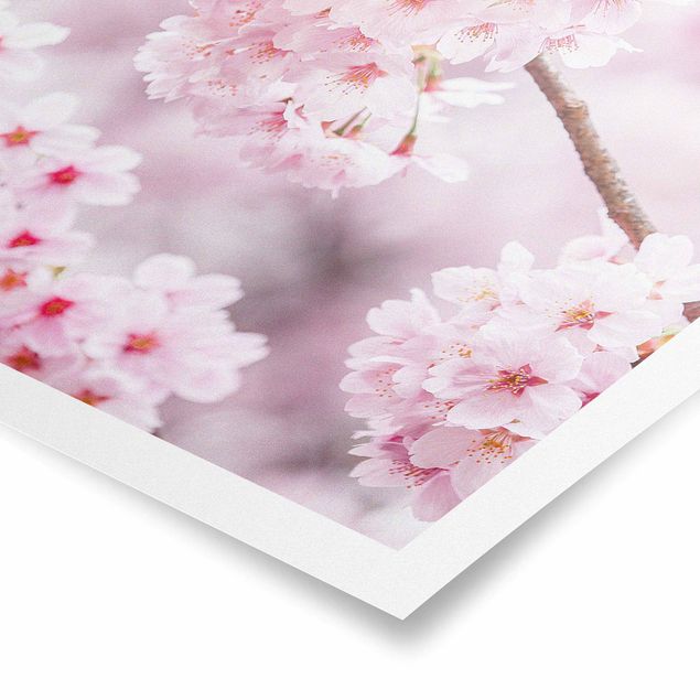 Wohndeko Kirschblüte Japanische Kirschblüten