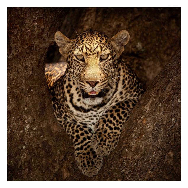 Wanddeko Esszimmer Leopard ruht auf einem Baum