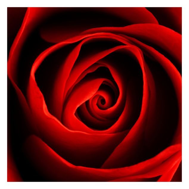 Deko Blume Liebliche Rose
