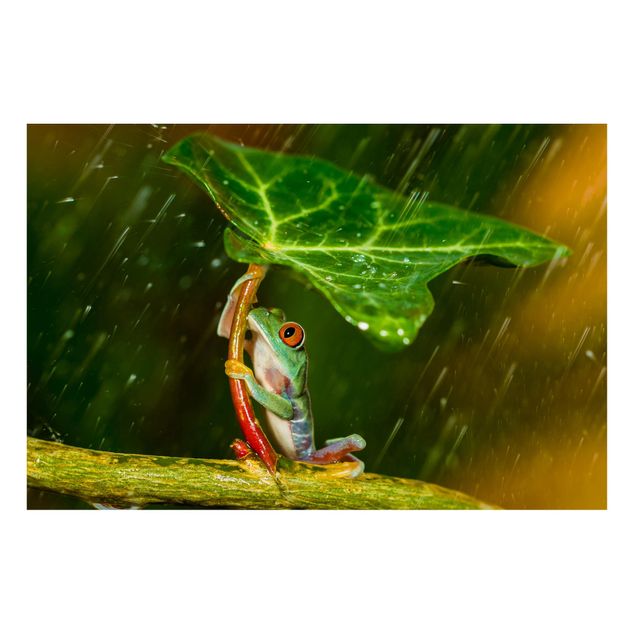 Wanddeko Esszimmer Ein Frosch im Regen