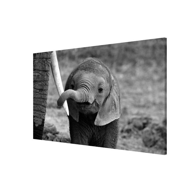Wanddeko Esszimmer Elefantenbaby