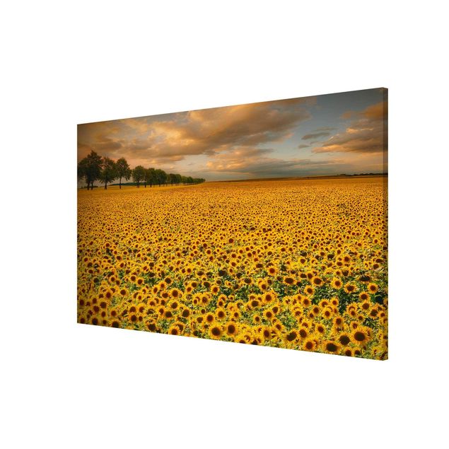 Wanddeko Büro Feld mit Sonnenblumen