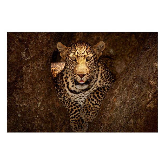 Wanddeko Flur Leopard ruht auf einem Baum